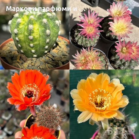 Продавам екзотични кактуси, колекционерски, редки видове - Echinocereus Nicholii, El Capitan и други, снимка 5 - Градински цветя и растения - 46569146