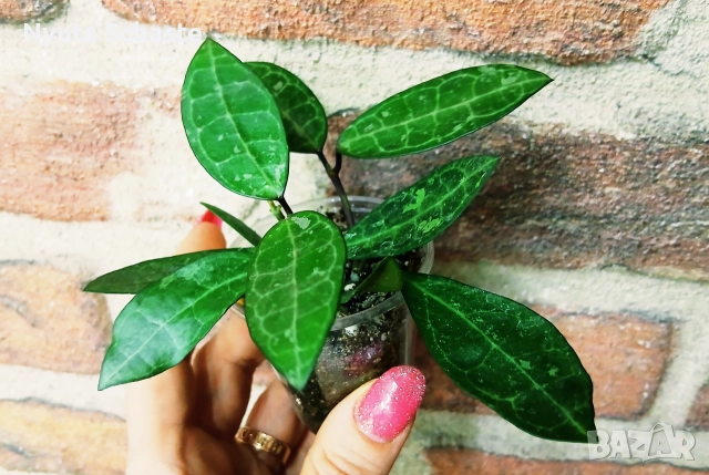 Хоя .Hoya "Elliptica Splash" Pinterest, снимка 4 - Стайни растения - 52631296