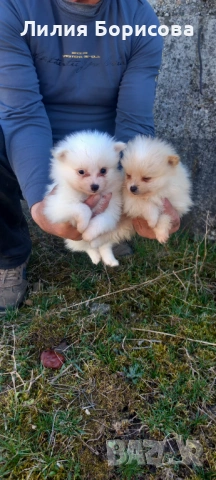 Продавам Мини померани 
