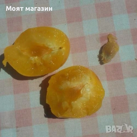 Жълта джанка, снимка 3 - Градински цветя и растения - 53630298