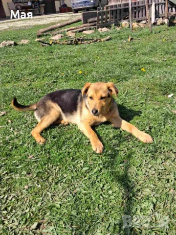 Кученца копойчета, снимка 4 - Други - 52566062