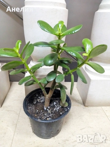 За всеки дом-Дървото на живота, снимка 4 - Стайни растения - 54220264