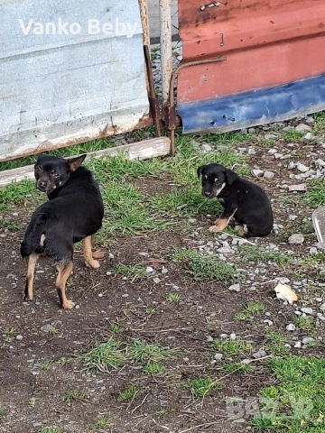 продава се малък пинчер на 3 месеца