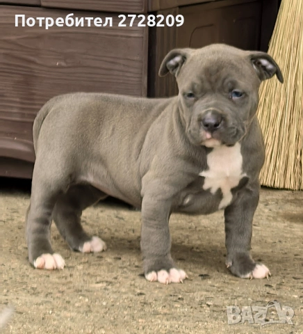 Американско Були Хл/American Bully XL , снимка 3 - Питбул - 53262294