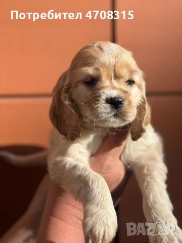 Кокер шпаньол момиченце кафяво, снимка 2 - Кокер шпаньол - 53971487