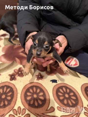 Продавам Мини Пинчери, снимка 2 - Пинчер - 53135229