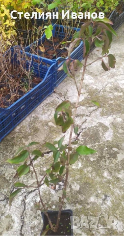 Едроплоден дрян (Cornus mas 'Jolico'), снимка 4 - Градински цветя и растения - 54015949