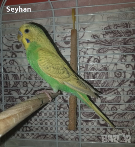 Папагали вълнисти