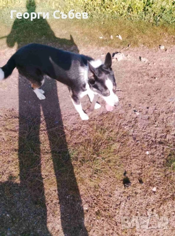 Бордър Коли мъжко, снимка 3 - Други - 53123762