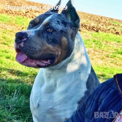 American Bully XL, снимка 13 - Други - 52497819