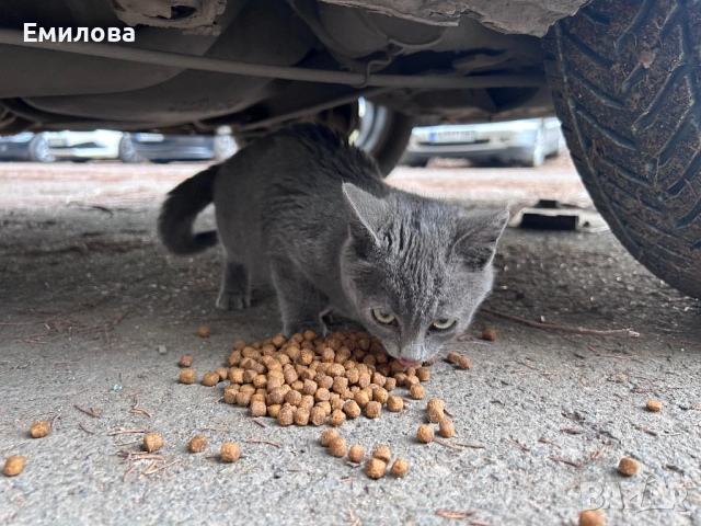 Коте търси дом за Коледа , снимка 3 - Други - 52834610