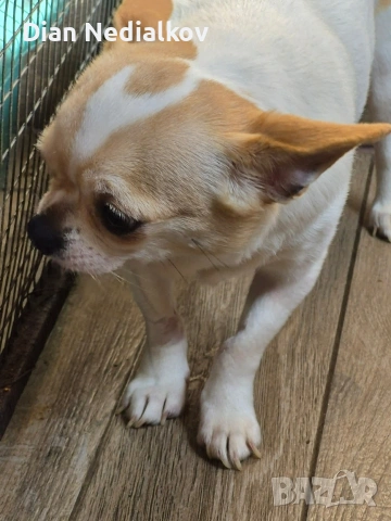 Чихуахуа родословни, снимка 2 - Чихуахуа - 51359852