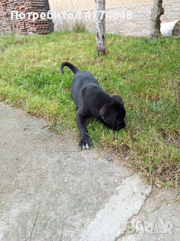 Кане корсо, снимка 3 - Кане корсо - 53966614