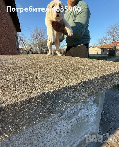 Момиче на 50 дни , снимка 4 - Алабай - 54113727