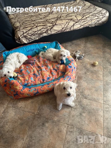 Болонки бели, снимка 1