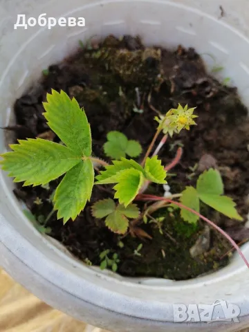 Горска ягода