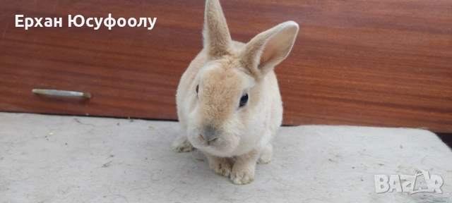 Декоративни Зайчетаа, снимка 2 - Декоративни зайчета - 52876518