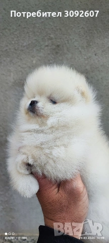 Померани момчета и момичета, снимка 7 - Померан - 53921119