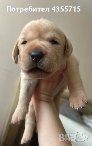 Куче Лабрадор мъжко , снимка 1
