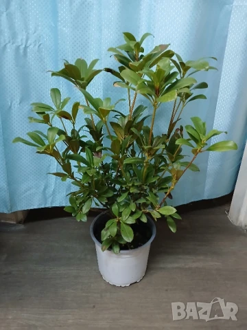 Рододендрон 65см.