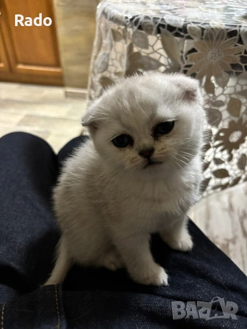 Клепоухи сребърни чинчили, снимка 10 - Британска късокосместа - 54220656