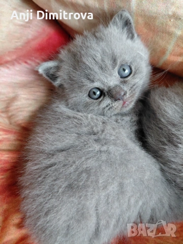 Британска късокосместа., снимка 5 - Британска късокосместа - 51429154