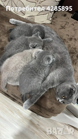 Британска късокосместа, снимка 3 - Британска късокосместа - 53443675