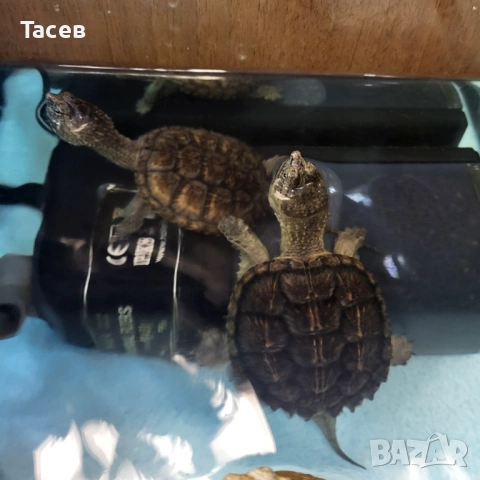 Кайманови костенурки 