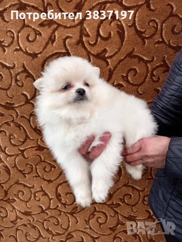 мъжки със 2 ваксина , снимка 4 - Померан - 53980334