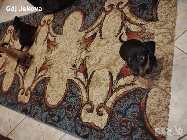 Дакелчета, снимка 3 - Дакели - 52487664