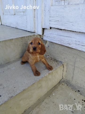 Кокер Шпаньол , снимка 5 - Кокер шпаньол - 53658067