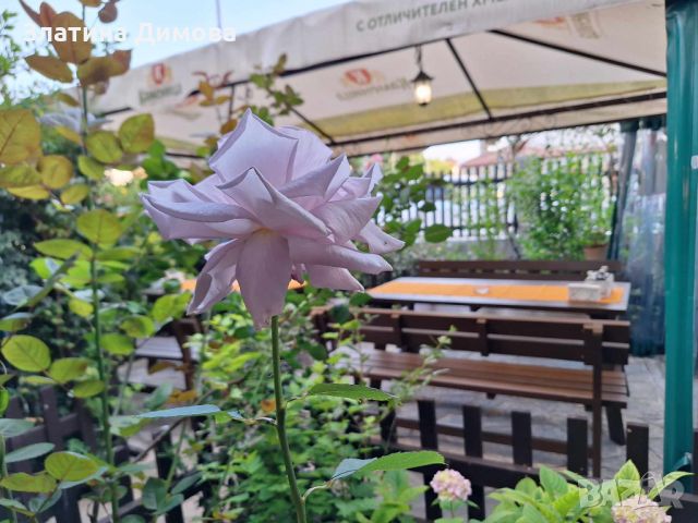 Почивка в Лозенец в къща за гости "Старата къща", снимка 9 - Почивки на море - 32585127