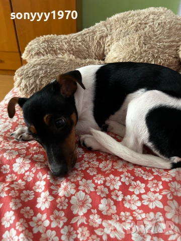 ДЖАК-СЛАДУРАНА 0701261518, снимка 10 - Джак ръсел териер - 53021086