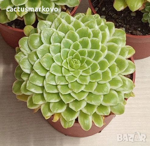 Aeonium tabuliforme f. variegata , снимка 2 - Стайни растения - 46682589