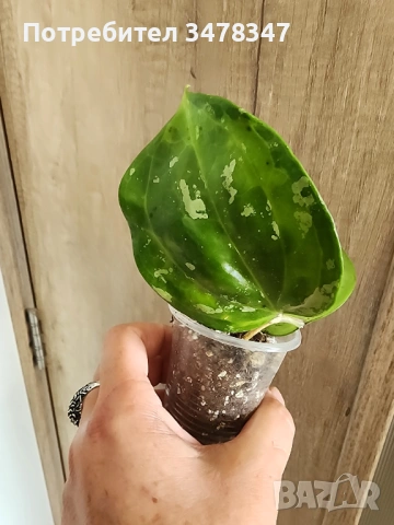 Хоя Macrophylla cv.Bai bua
