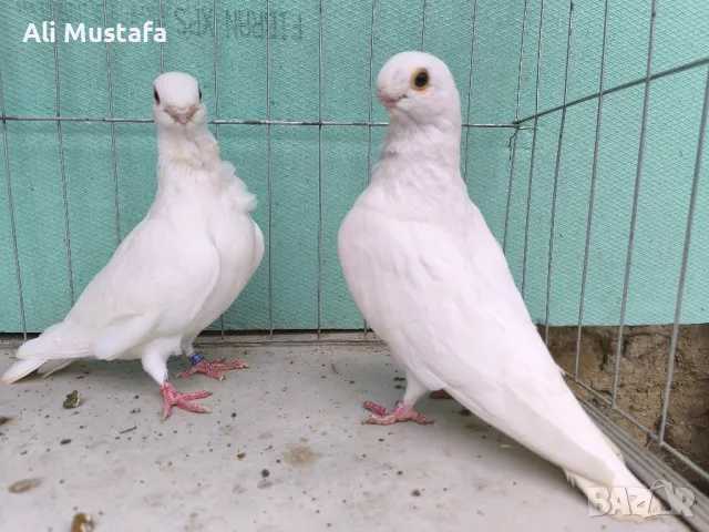 Африканска сова , снимка 14 - Гълъби - 50071282