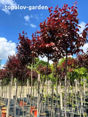 Червенолистна слива