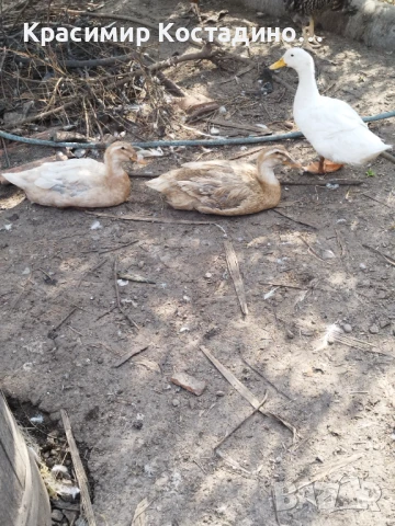 Продавам крякащи патици, снимка 4 - Патици и гъски - 51396369