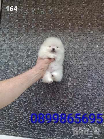 Бели миниатюрни минита. Померани. Реални снимки от 02.03.26 г. Миниатюрни момче и момиче, снимка 6 - Померан - 53689319