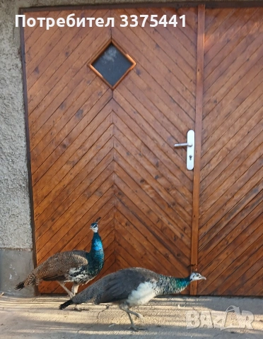 продавам чифт индийски пауни 