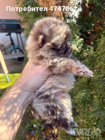Померан момчета и момиче, снимка 8 - Померан - 53759224