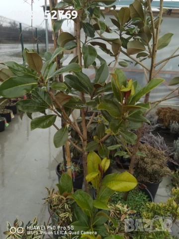 Грандифлора вечнозелена магнолия. , снимка 3 - Разсади - 53070862