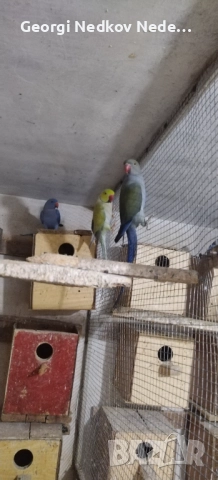 Продавам малки александри , снимка 4 - Папагали - 52697084