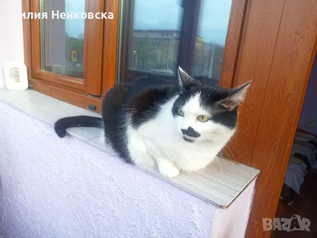 Подарават се две котенца Джиджи и Джули, снимка 9 - Други - 49935123