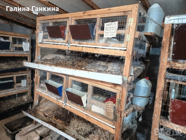 Зайци за Разплод , снимка 5 - Други - 52070055