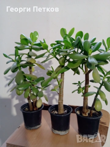 Дърво на живота -  Красула. , снимка 5 - Стайни растения - 53431690