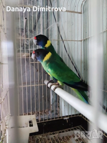 птици , снимка 5 - За птици - 53557176