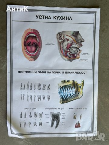 Учебни Медицински Плакати Постери, снимка 1 - Антикварни и старинни предмети - 46269420