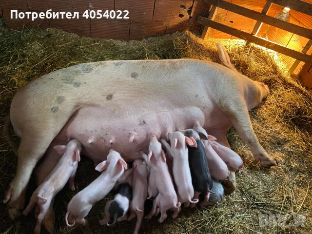 Продавам прасе с малки, снимка 2 - Прасета - 52686902