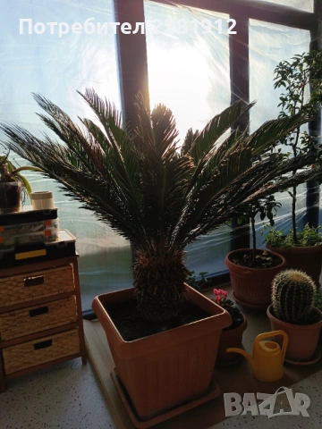 Две палми Цикас и Нолина , снимка 2 - Други - 53185325